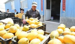 内蒙古网红吃瓜,揭秘草原上的“瓜界风云”